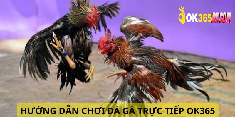 Các bước tham gia chơi chọi gà trực tiếp tại OK365 đơn giản 